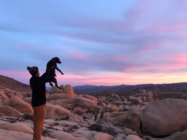 Dog Friendly Hikes in Joshua Tree National Park » The Modern Female Hiker