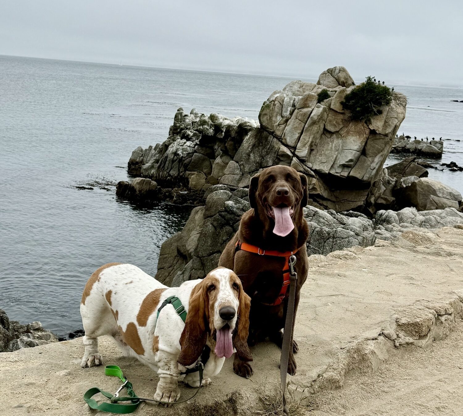 Monterey dog friendly hiking trails